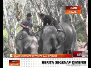 Gajah liar sesat ditangkap dan dipindah