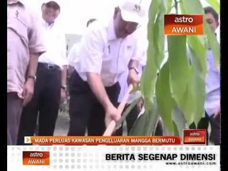 MADA perluas kawasan pengeluaran mangga bermutu