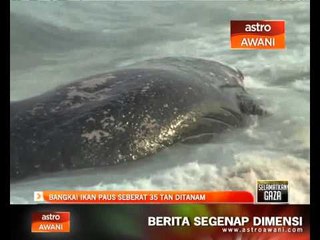 Bangkai ikan paus seberat 35 tan ditanam