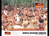 PPAKM sasar ayam kampung 60 juta tan metrik setahun