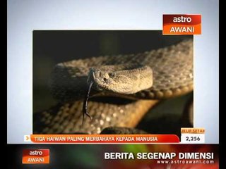 Tiga haiwan paling merbahaya kepada manusia