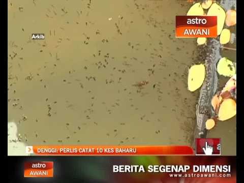 Denggi: Perlis catat 10 kes baharu