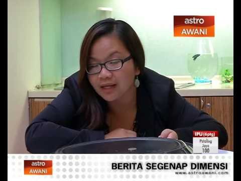 Kitaran hidup nyamuk aedes