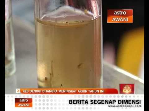 Kes denggi dijangka meningkat akhir tahun ini