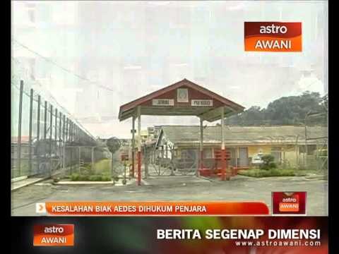 Kesalahan biak aedes dihukum penjara