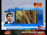 Pengeluaran sawit terjejas