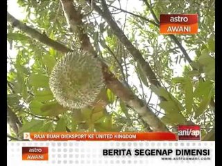 Raja buah di eksport ke United Kingdom