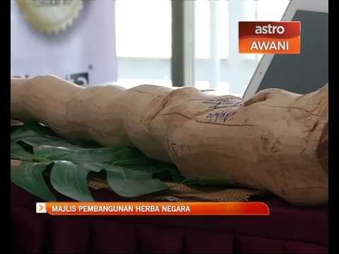 Majlis Pembangunan Herba Negara