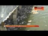 Ribuan ikan mati di Sungai Melaka