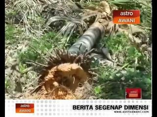 Kumpulan gajah liar ancam nyawa penduduk