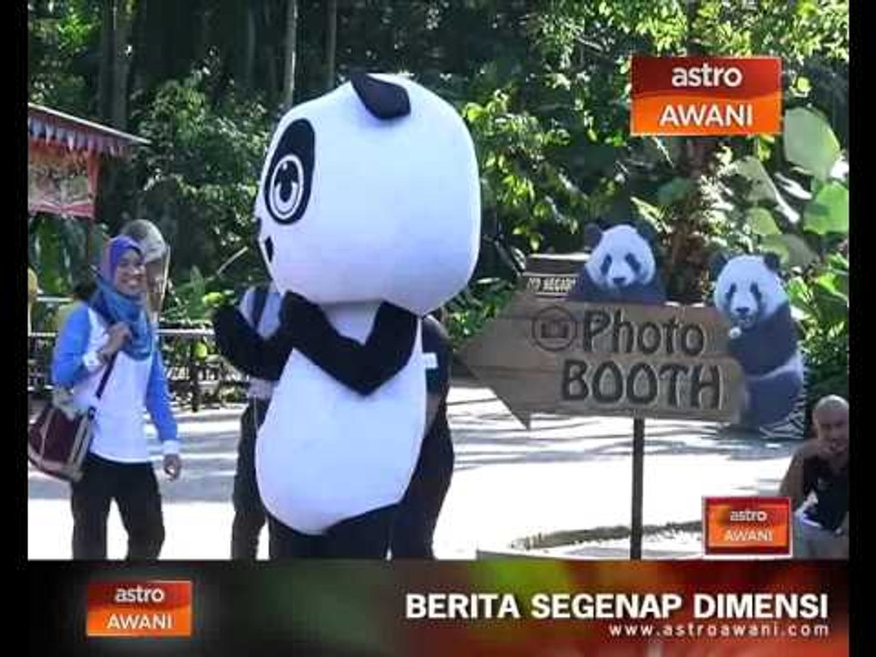 Panda cetus fenomena