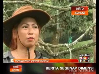 Pengusaha durian kerugian akibat cuaca panas