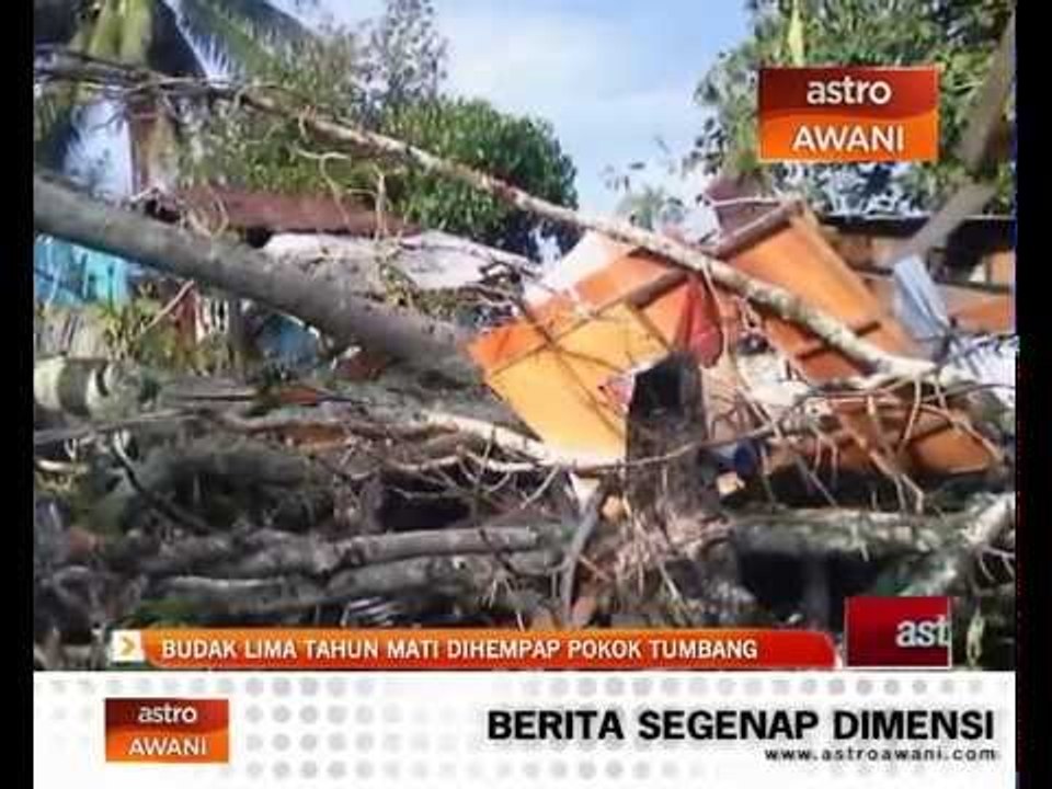 Budak lima tahun mati dihempap pokok tumbang