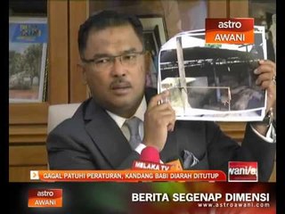 Gagal patuhi peraturan, kandang babi diarah ditutup