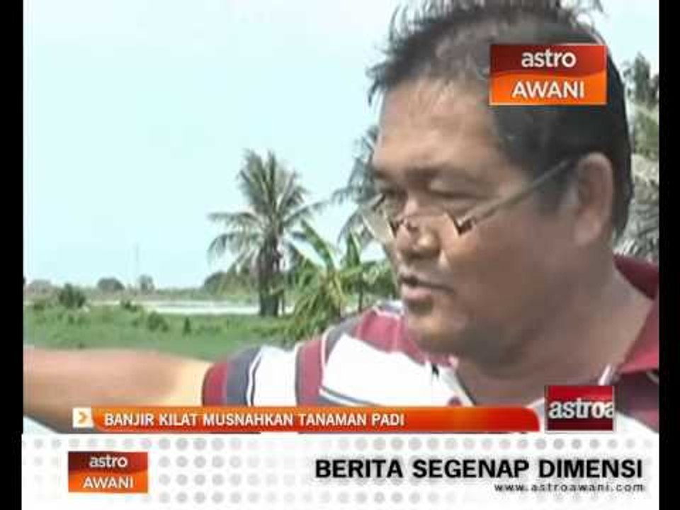 Banjir kilat musnahkan tanaman padi