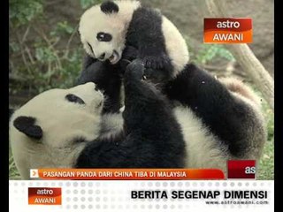 Pasangan panda dari China tiba di Malaysia