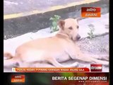 Perlis, Kedah dan Pulau Pinang kawasan jangkitan anjing gila