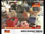 Penularan wabak anjing gila di Kedah terkawal