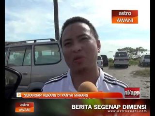 Serangan kerang di Pantai Marang