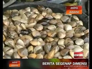 Keracunan alga merah boleh menyebabkan maut