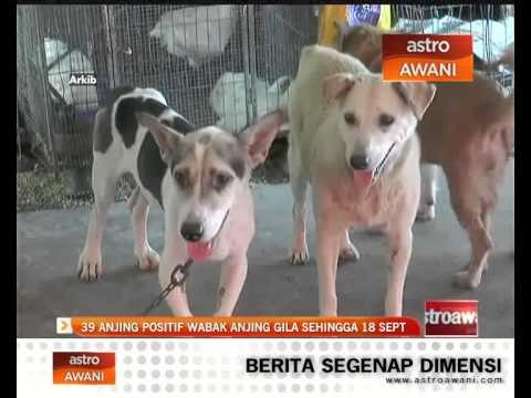 39 anjing positif wabak anjing gila sehingga 18 September