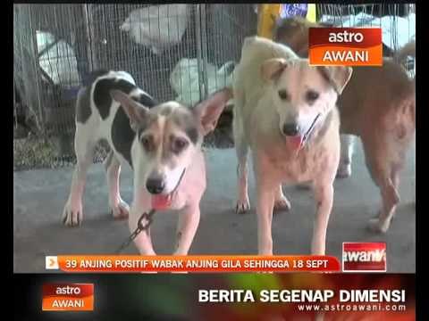 39 anjing positif wabak anjing gila sehingga 18 September