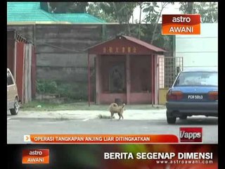 Download Video: Operasi tangkapan anjing liar ditingkatkan