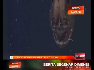 Seadevil berjaya dirakam di laut dalam