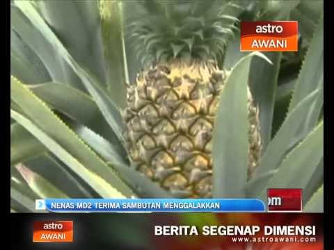 Nenas MD2 terima sambutan menggalakkan