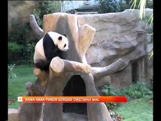 Nama anak Panda gergasi akan diketahui pada Mac