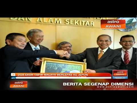 Dua ekor Tapir Malaya berlepas ke Jepun