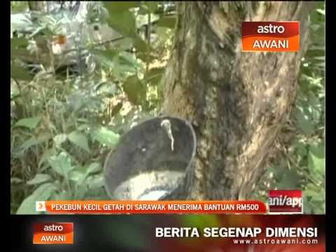 Pekebun kecil getah di Sarawak menerima bantuan RM500