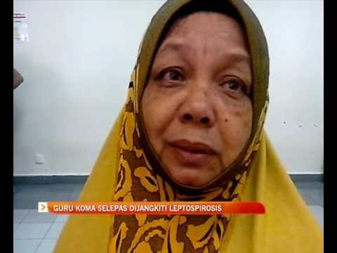 Guru koma selepas dijangkiti leptospirosis