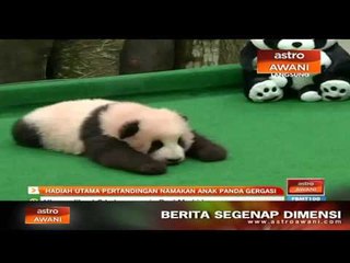 Hadiah utama pertandingan namakan anak panda gergasi