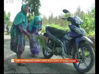 Unit entomologi jumpa larva kupu-kupu di Kuala Kedah