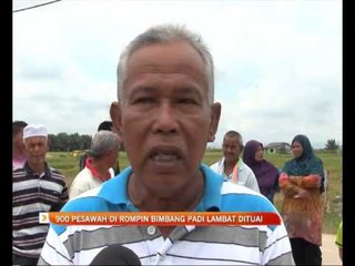 900 pesawah di Rompin bimbang padi lambat dituai