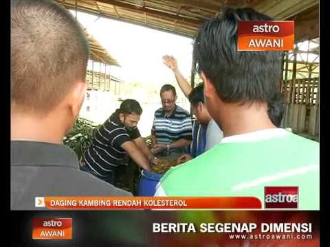 Daging kambing rendah kolesterol