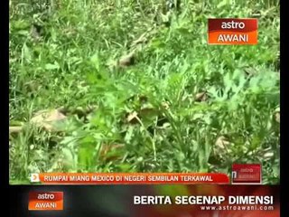 Rumpai Miang Mexico di Negeri Sembilan terkawal