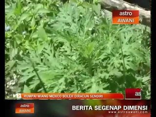 Rumpai Miang Mexico boleh diracun sendiri