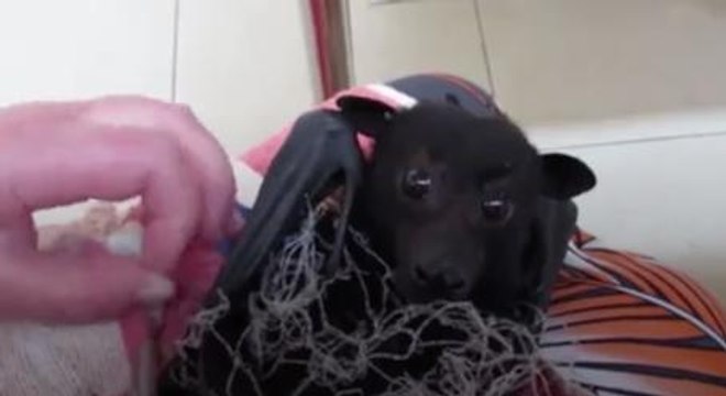 Bat Caught In Netting Remains Utterly Calm While Getting Cut Free Because He Knows He's Being Helped