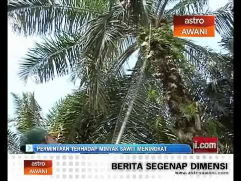 Permintaan terhadap minyak sawit meningkat