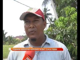 Pesawah berdepan kerugian akibat cuaca panas