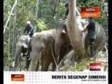 Gajah liar ditemui di Kampung Pasir Gajah, Kemaman