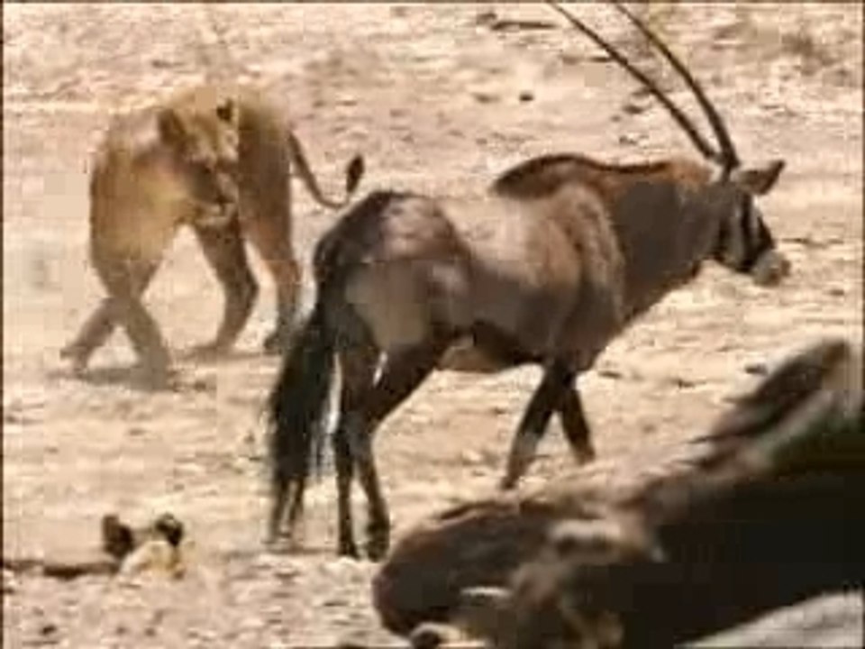 La Vie des Lionnes