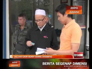 182,000 ekor benih udang dirampas