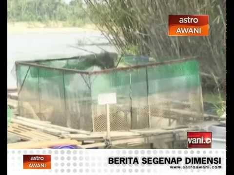 Air lombong mungkin fakor terjadi fenomena ikan mabuk