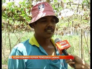 Kesan kemarau kepada pengusaha ladang