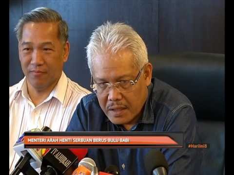 Menteri arah henti serbuan berus bulu babi