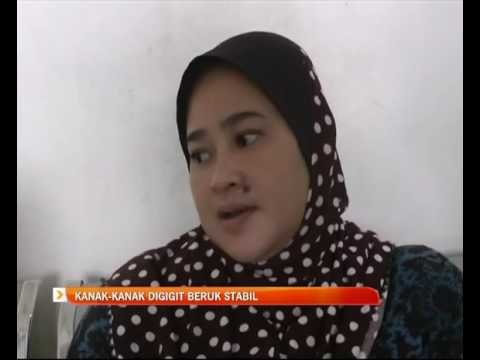 Susulan Kanak-kanak digigit beruk stabil