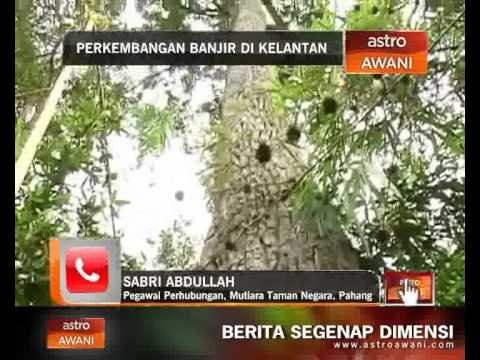 Perkembangan misi bantuan mangsa banjir di Taman Negara